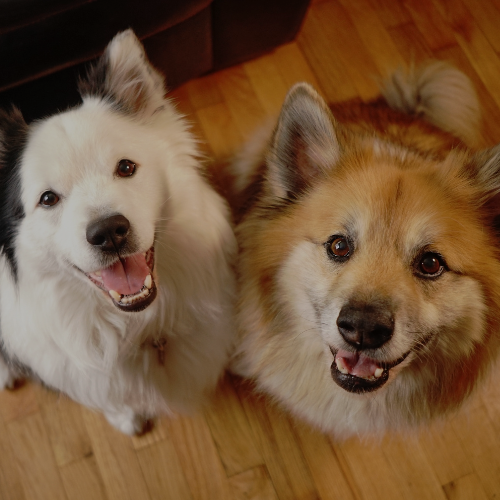 Animal & Pet