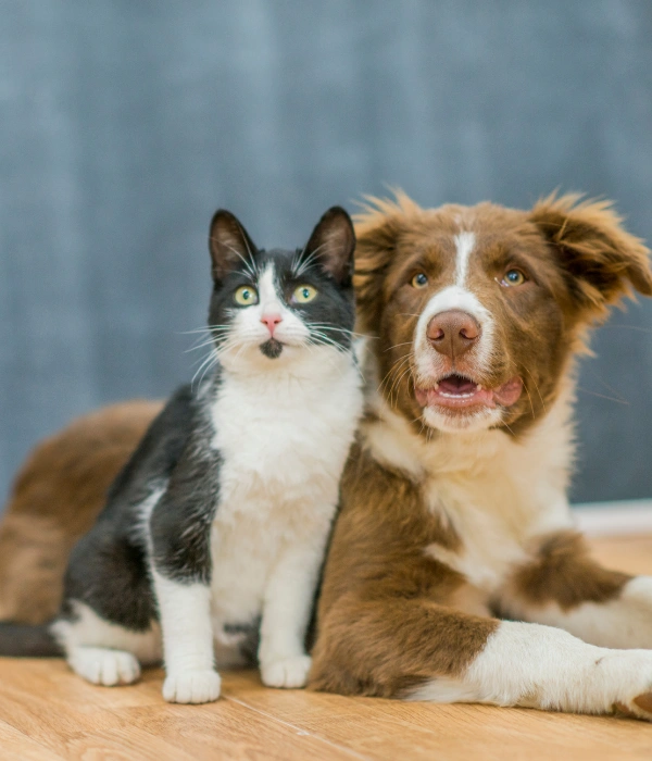 Animal & Pet